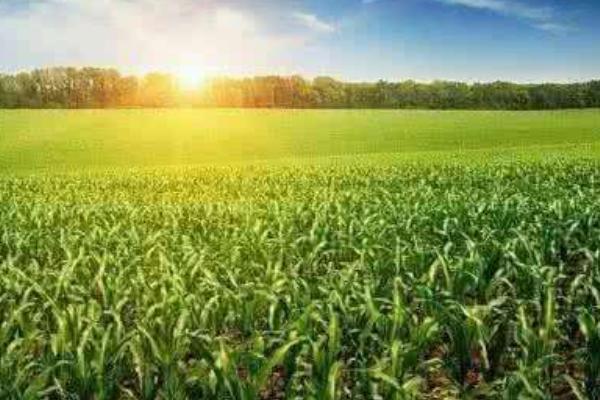 目前農業補貼項目有哪些 2018年農業補貼什么時候發放