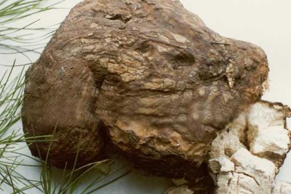 茯苓種植技術(shù) 茯苓怎么栽培 茯苓種植時(shí)間