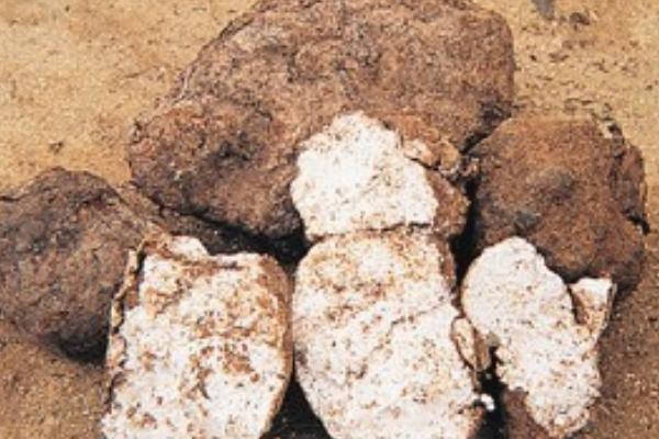 茯苓種植技術(shù) 茯苓怎么栽培 茯苓種植時(shí)間