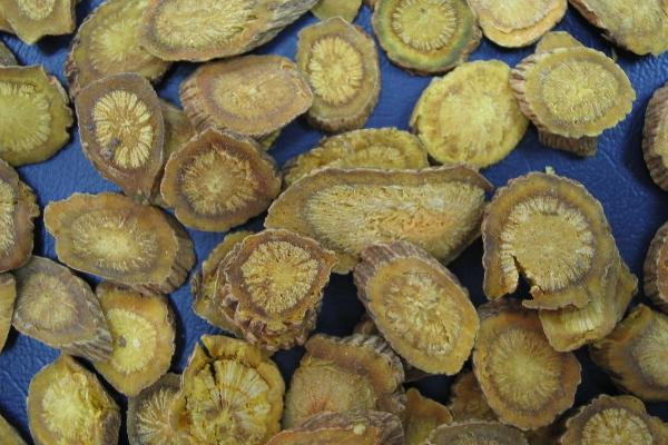 黃岑的功效與作用及禁忌 黃芩泡水喝有什么好處