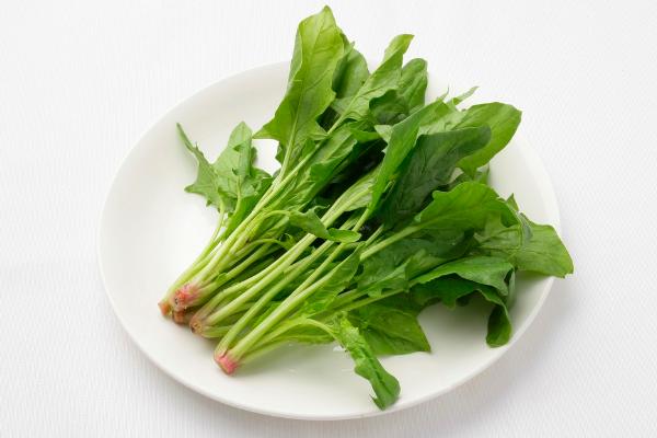 菠菜科學種植技術 菠菜怎么種