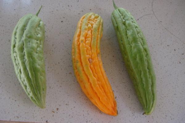 苦瓜老了還能吃嗎 苦瓜越老越苦嗎