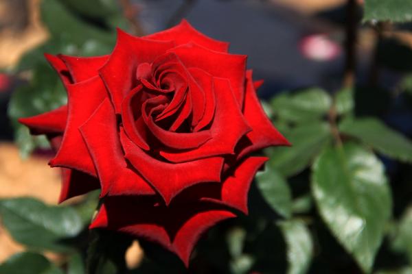 2018種植什么花最賺錢 2018種植什么前景好