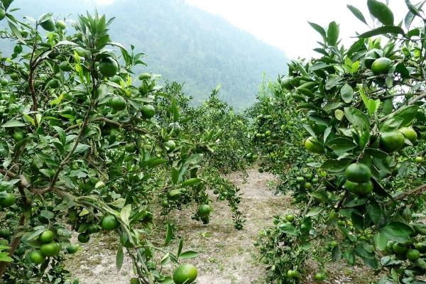 2018種植什么花最賺錢 2018種植什么前景好