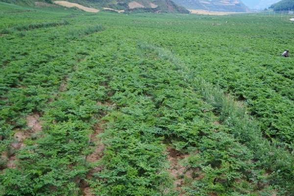 2018種植什么花最賺錢 2018種植什么前景好