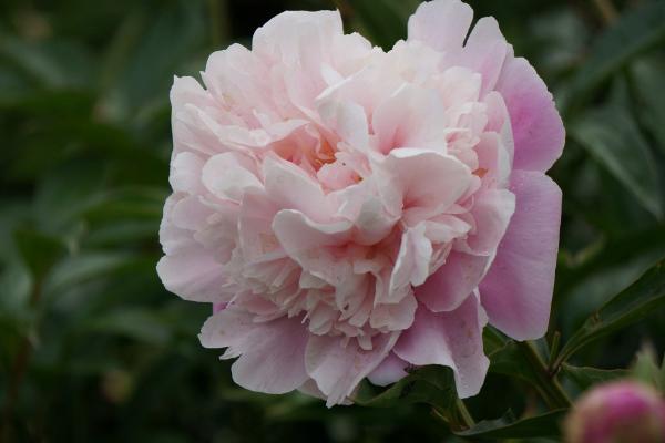 2018種植什么花最賺錢 2018種植什么前景好