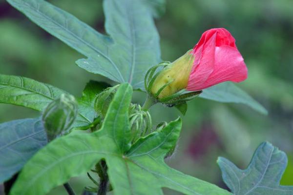 箭葉秋葵是人參嗎 箭葉秋葵的栽培技術