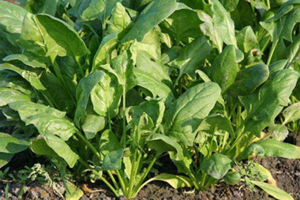 菠菜科學種植技術 菠菜怎么種
