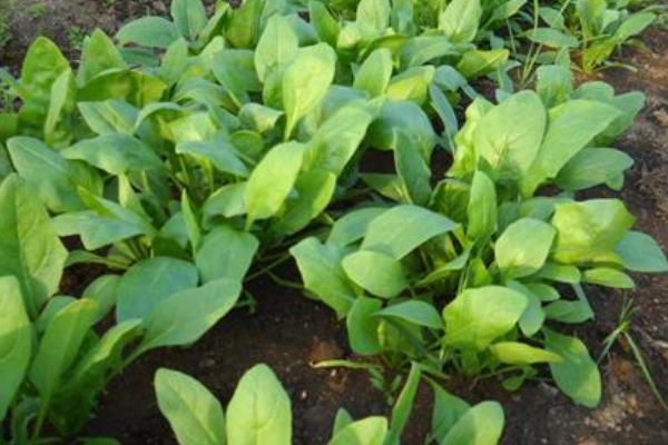 菠菜科學種植技術 菠菜怎么種