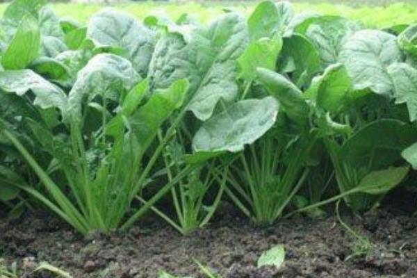 菠菜科學種植技術 菠菜怎么種