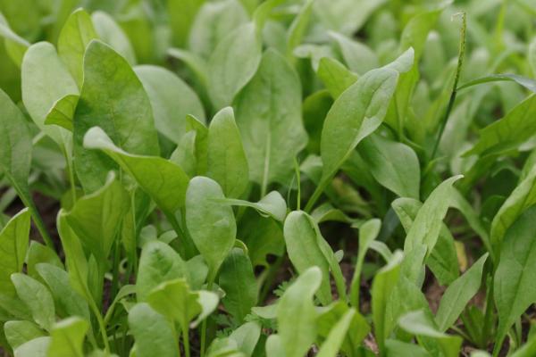 菠菜科學種植技術 菠菜怎么種