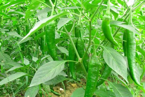 為什么吃辣椒會長痘 辣椒吃多了會怎么樣