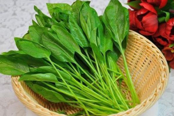 孕婦能吃菠菜嗎 菠菜食用禁忌