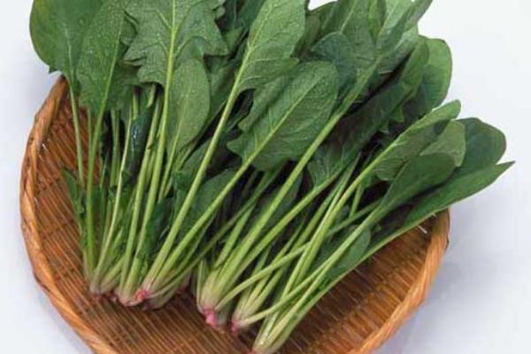 孕婦能吃菠菜嗎 菠菜食用禁忌