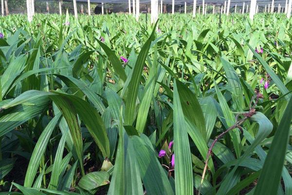 白芨種植一畝成本價(jià)多少 白芨種植效益如何