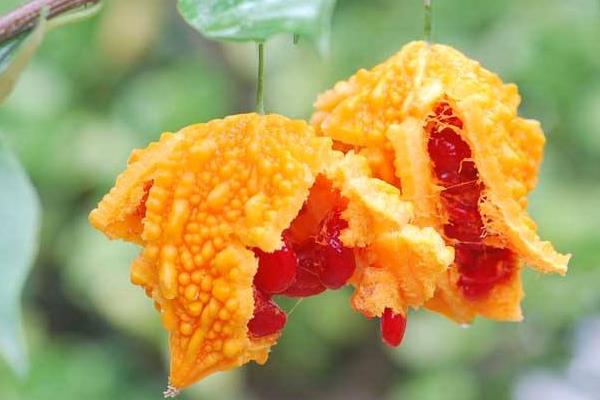 癩葡萄功效與作用及禁忌 癩葡萄藥用價值