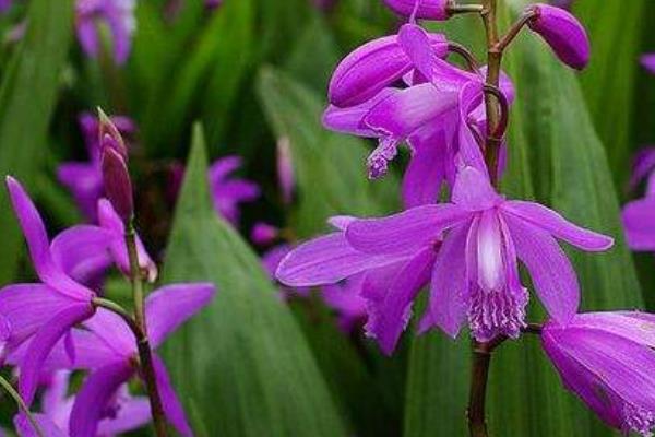 白芨種植技術(shù) 白芨種植什么季節(jié)種植