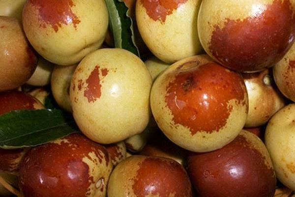 梨棗的功效與作用及禁忌 梨棗的營養價值