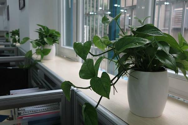 辦公室花卉擺放風(fēng)水 辦公室養(yǎng)什么花運(yùn)氣好