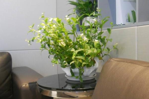辦公室花卉擺放風水 辦公室養什么花運氣好