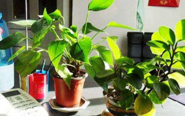辦公室花卉擺放風水 辦公室養什么花運氣好