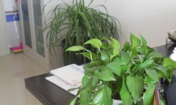 辦公室花卉擺放風水 辦公室養什么花運氣好