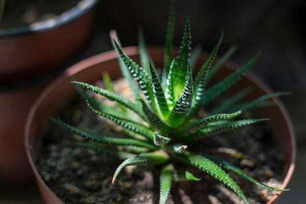 辦公室花卉擺放風水 辦公室養什么花運氣好