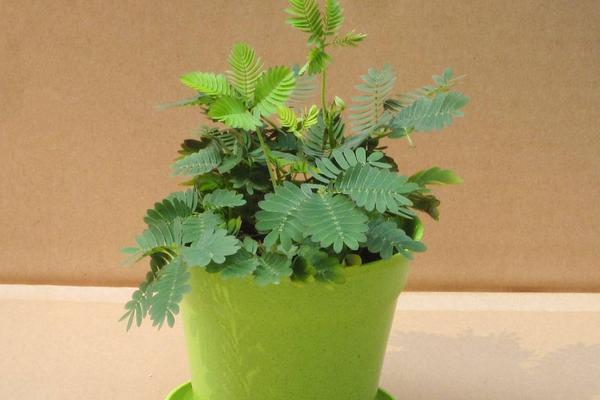 辦公室花卉擺放風水 辦公室養什么花運氣好