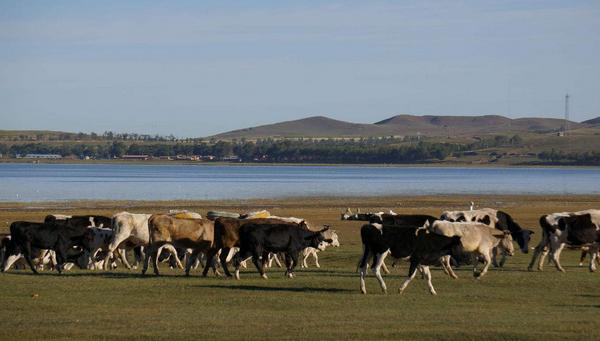 夢見牛群是什么意思 夢到很多牛有什么兆頭