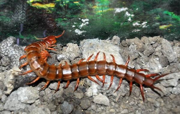 夢見蜈蚣是什么意思 夢到被蜈蚣咬有什么預兆