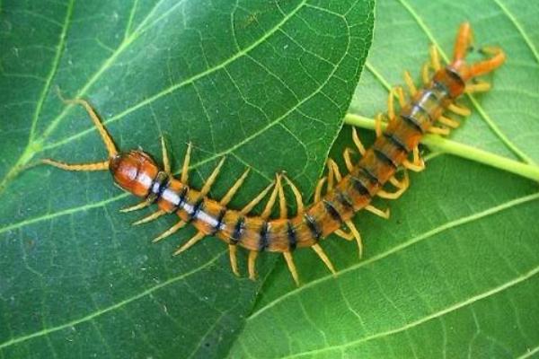 家里有蜈蚣有何征兆 家里有蜈蚣怎么辦