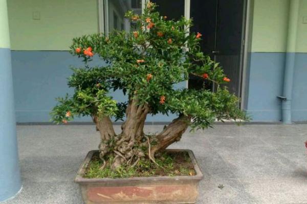 石榴樹盆景修剪技術 石榴盆景怎么養護