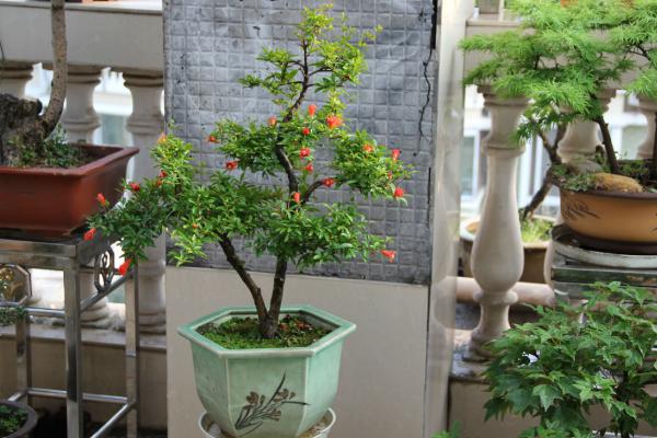 石榴樹怎么剪枝 石榴樹修剪注意事項