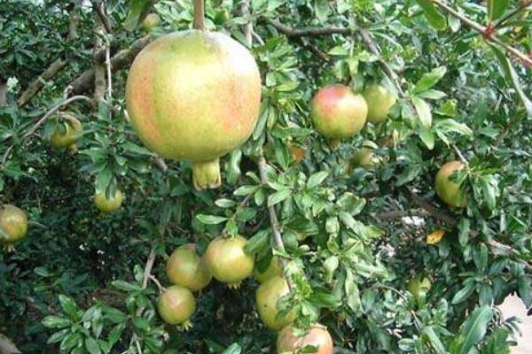 石榴樹(shù)怎么剪枝 石榴樹(shù)修剪注意事項(xiàng)