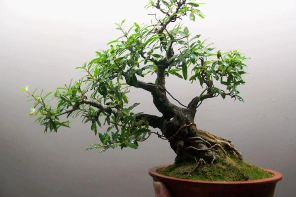 石榴樹(shù)怎么剪枝 石榴樹(shù)修剪注意事項(xiàng)