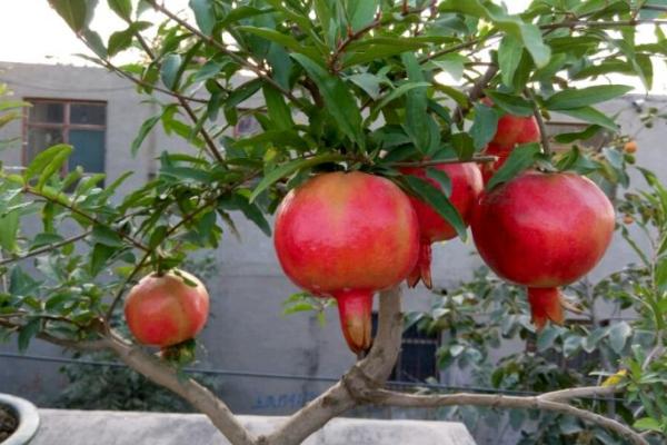 石榴樹(shù)怎么剪枝 石榴樹(shù)修剪注意事項(xiàng)