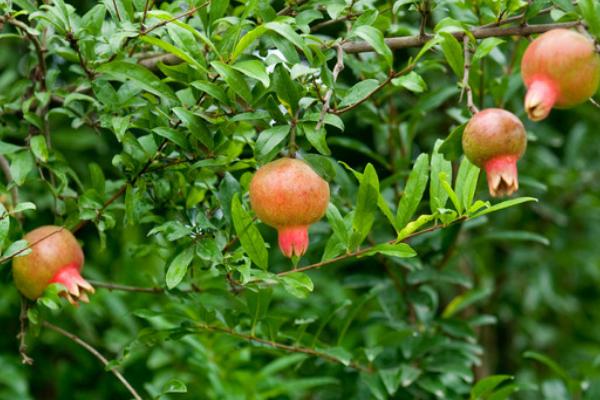 石榴樹(shù)怎么剪枝 石榴樹(shù)修剪注意事項(xiàng)