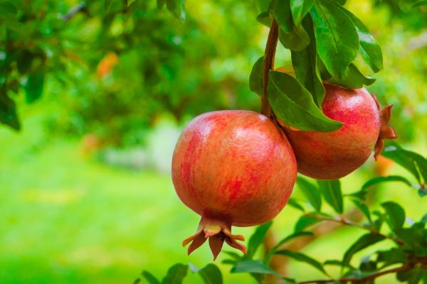 甜石榴的功效與作用及禁忌 石榴的應用