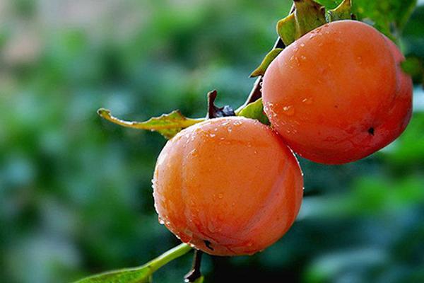 懶柿子幾月熟 吃柿子有哪些好處