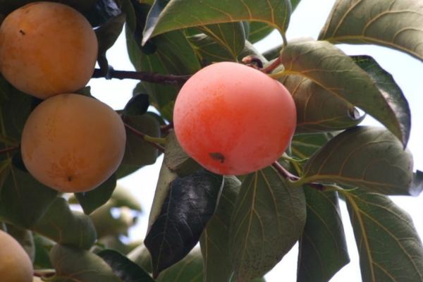 懶柿子幾月熟 吃柿子有哪些好處