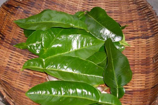 柚子葉辟邪方法 柚子葉洗澡有什么用