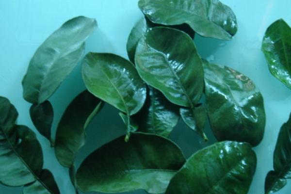 柚子葉辟邪方法 柚子葉洗澡有什么用