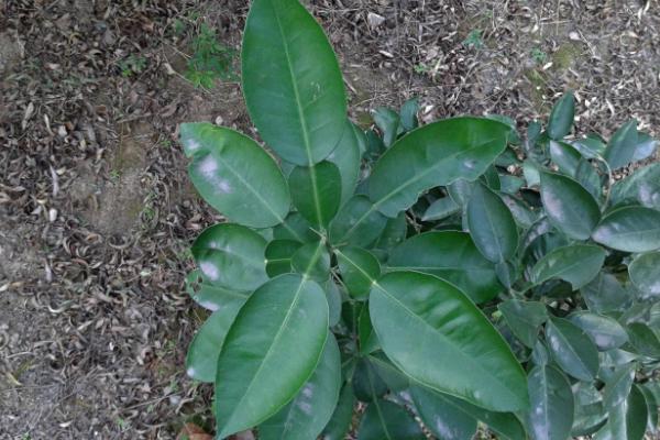 柚子葉辟邪方法 柚子葉洗澡有什么用