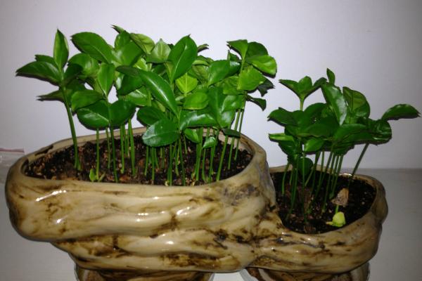 柚子籽怎么種小盆栽 柚子茶的制作方法