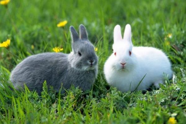 兔子怎么分公母? 兔子的飼養管理