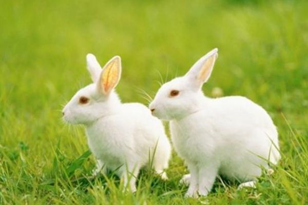 兔子怎么分公母? 兔子的飼養管理