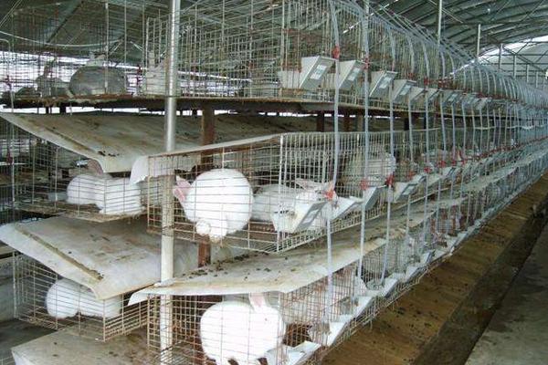 兔子怎么分公母? 兔子的飼養管理