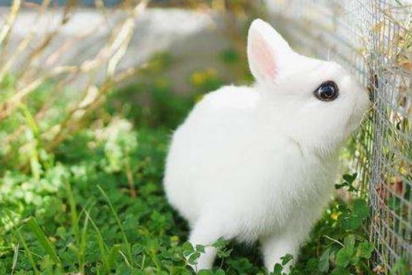 兔子怎么分公母? 兔子的飼養管理
