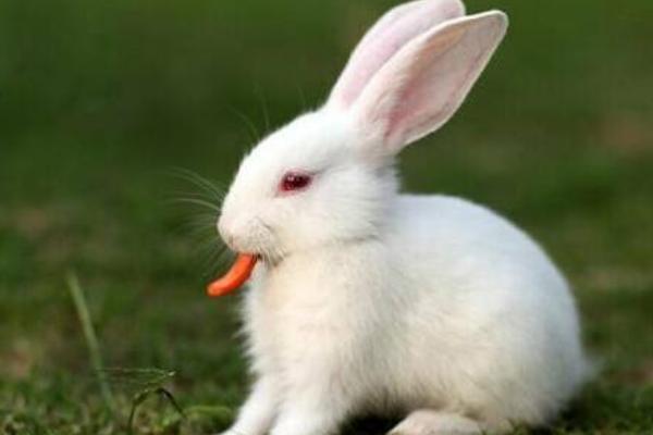 兔子怎么分公母? 兔子的飼養管理