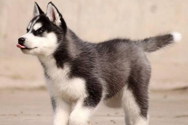 哈士奇多少錢一只？ 純種哈士奇的選購方法